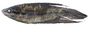  ( - T9841_Trichopsis_vittata)  @14 [ ] CreativeCommons - Attribution Non-Commercial Share-Alike (2015) Sven O. Kullander Swedish Museum of Natural History
