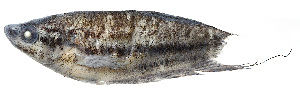  ( - T9842_Trichopsis_vittata)  @14 [ ] CreativeCommons - Attribution Non-Commercial Share-Alike (2015) Sven O. Kullander Swedish Museum of Natural History