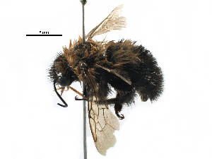  ( - CCDB-06710 C03)  @13 [ ] CreativeCommons - Attribution (2016) CBG Photography Group Centre for Biodiversity Genomics