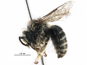  ( - CCDB-06733 B07)  @13 [ ] CreativeCommons - Attribution (2016) CBG Photography Group Centre for Biodiversity Genomics