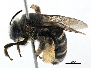  ( - CCDB-06733 F02)  @13 [ ] CreativeCommons - Attribution (2016) CBG Photography Group Centre for Biodiversity Genomics