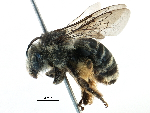  ( - CCDB-06733 F06)  @13 [ ] CreativeCommons - Attribution (2016) CBG Photography Group Centre for Biodiversity Genomics