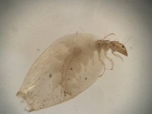  ( - Barco_22_C2)  @11 [ ] Copyright © (2023) TorErikEriksen Norwegian Institute for Water Research