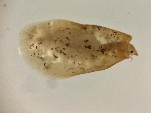  ( - Barco_24_D1)  @11 [ ] Copyright © (2024) TorErikEriksen Norwegian Institute for Water Research