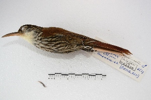 (Lepidocolaptes falcinellus - MACN-Or-cp 44)  @13 [ ] Copyright (2014) MACN Museo Argentino de Ciencias Naturales, Bernardino Rivadavia
