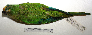  (Eupsittula aurea - MACN-Or-cp 58)  @14 [ ] Copyright (2012) MACN Museo Argentino de Ciencias Naturales "Bernardino Rivadavia"