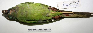  (Thectocercus acuticaudatus - MACN-Or-cp 60)  @13 [ ] Copyright (2012) MACN Museo Argentino de Ciencias Naturales "Bernardino Rivadavia"