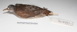  (Crypturellus tataupa - MACN-Or-cp 77)  @13 [ ] Copyright (2012) MACN Museo Argentino de Ciencias Naturales "Bernardino Rivadavia"