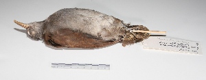  (Crypturellus tataupa - MACN-Or-cp 77)  @13 [ ] Copyright (2012) MACN Museo Argentino de Ciencias Naturales "Bernardino Rivadavia"