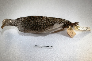  (Nothoprocta cinerascens - MACN-Or-cp 79)  @13 [ ] Copyright (2014) MACN Museo Argentino de Ciencias Naturales, Bernardino Rivadavia