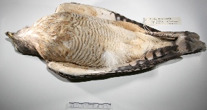  (Rupornis magnirostris - MACN-Or-ct 265)  @14 [ ] Copyright (2012) MACN Museo Argentino de Ciencias Naturales "Bernardino Rivadavia"