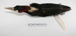  (Campephilus leucopogon - MACN-Or-ct 788)  @13 [ ] Copyright (2012) MACN Museo Argentino de Ciencias Naturales "Bernardino Rivadavia"
