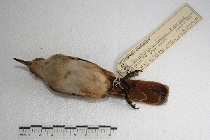  (Phacellodomus striaticeps - MACN-Or-ct 1015)  @13 [ ] Copyright (2014) MACN Museo Argentino de Ciencias Naturales, Bernardino Rivadavia