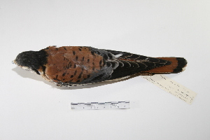  (Falco sparverius - MACN-Or-ct 1040)  @13 [ ] Copyright (2012) MACN Museo Argentino de Ciencias Naturales "Bernardino Rivadavia"