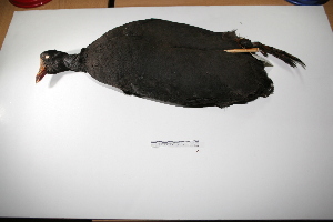  (Fulica gigantea - MACN-Or-ct 1179)  @12 [ ] Copyright (2012) MACN Museo Argentino de Ciencias Naturales "Bernardino Rivadavia"