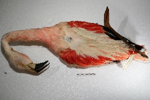  (Phoenicopterus chilensis - MACN-Or-ct 1197)  @13 [ ] Copyright (2014) MACN Museo Argentino de Ciencias Naturales, Bernardino Rivadavia