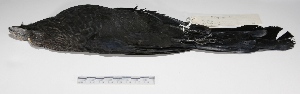  (Crotophaga ani - MACN-Or-ct 1412)  @14 [ ] Copyright (2012) MACN Museo Argentino de Ciencias Naturales "Bernardino Rivadavia"