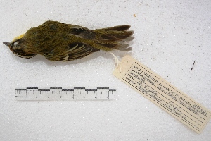  (Pseudocolopteryx sclateri - MACN-Or-ct 1546)  @13 [ ] Copyright (2014) MACN Museo Argentino de Ciencias Naturales, Bernardino Rivadavia