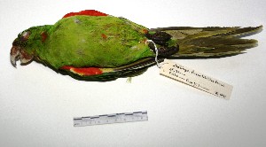  (Psittacara leucophthalmus - MACN-Or-ct 1691)  @13 [ ] Copyright (2012) MACN Museo Argentino de Ciencias Naturales "Bernardino Rivadavia"