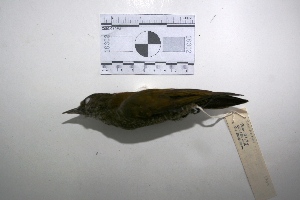  (Veniliornis passerinus - MACN-Or-ct 1709)  @13 [ ] Copyright (2012) MACN Museo Argentino de Ciencias Naturales "Bernardino Rivadavia"