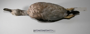  (Callonetta leucophrys - MACN-Or-ct 1756)  @14 [ ] Copyright (2012) MACN Museo Argentino de Ciencias Naturales "Bernardino Rivadavia"