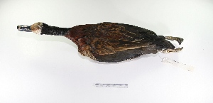  (Dendrocygna viduata - MACN-Or-ct 1871)  @14 [ ] Copyright (2012) MACN Museo Argentino de Ciencias Naturales "Bernardino Rivadavia"