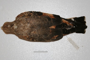  (Buteogallus meridionalis - MACN-Or-ct 2095)  @14 [ ] Copyright (2014) MACN Museo Argentino de Ciencias Naturales, Bernardino Rivadavia