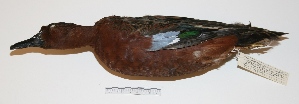  (Spatula cyanoptera - MACN-Or-ct 2164)  @13 [ ] Copyright (2012) MACN Museo Argentino de Ciencias Naturales "Bernardino Rivadavia"