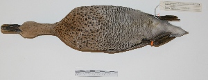  (Spatula versicolor - MACN-Or-ct 2207)  @13 [ ] Copyright (2012) MACN Museo Argentino de Ciencias Naturales "Bernardino Rivadavia"