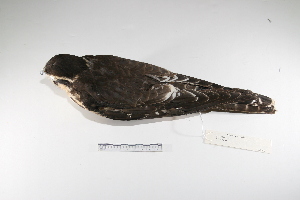  (Falco femoralis - MACN-Or-ct 2364)  @14 [ ] Copyright (2012) MACN Museo Argentino de Ciencias Naturales "Bernardino Rivadavia"