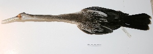  (Anhingidae - MACN-Or-ct 2367)  @13 [ ] Copyright (2012) MACN Museo Argentino de Ciencias Naturales "Bernardino Rivadavia"