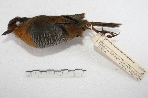 (Scelorchilus rubecula - MACN-Or-ct 2634)  @13 [ ] Copyright (2014) MACN Museo Argentino de Ciencias Naturales, Bernardino Rivadavia