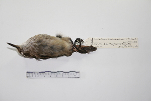 (Ochetorhynchus phoenicurus - MACN-Or-ct 2728)  @13 [ ] Copyright (2012) MACN Museo Argentino de Ciencias Naturales "Bernardino Rivadavia"