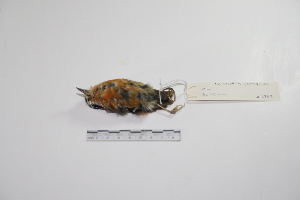  (Drymophila - MACN-Or-ct 2883)  @13 [ ] Copyright (2012) MACN Museo Argentino de Ciencias Naturales "Bernardino Rivadavia"