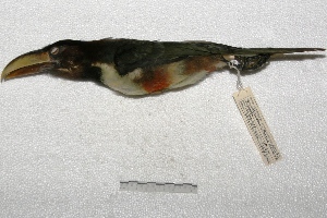  (Pteroglossus castanotis - MACN-Or-ct 2892)  @13 [ ] Copyright (2014) MACN Museo Argentino de Ciencias Naturales, Bernardino Rivadavia