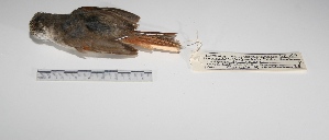  ( - MACN-Or-ct 028)  @12 [ ] Copyright (2012) MACN Museo Argentino de Ciencias Naturales "Bernardino Rivadavia"