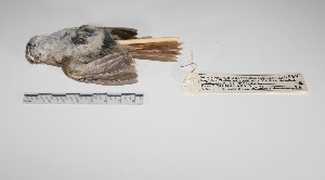  ( - MACN-Or-ct 028)  @12 [ ] Copyright (2012) MACN Museo Argentino de Ciencias Naturales "Bernardino Rivadavia"