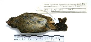  (Tiaris fuliginosus - MACN-Or-ct 2900)  @13 [ ] Copyright (2012) MACN Museo Argentino de Ciencias Naturales "Bernardino Rivadavia"
