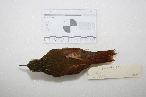  (Xiphorhynchus fuscus - MACN-Or-ct 2908)  @13 [ ] Copyright (2013) MACN Museo Argentino de Ciencias Naturales "Bernardino Rivadavia"
