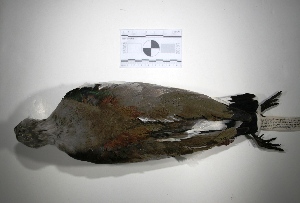  (Vanellus chilensis - MACN-Or-ct 3028)  @13 [ ] Copyright (2012) MACN Museo Argentino de Ciencias Naturales "Bernardino Rivadavia"