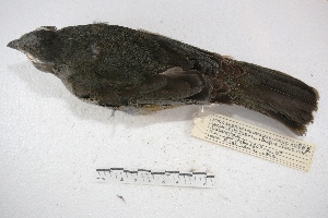  (Saltator coerulescens - MACN-Or-ct 3183)  @14 [ ] Copyright (2014) MACN Museo Argentino de Ciencias Naturales, Bernardino Rivadavia