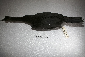  (Phalacrocorax brasilianus - MACN-Or-ct 383)  @13 [ ] Copyright (2014) MACN Museo Argentino de Ciencias Naturales, Bernardino Rivadavia