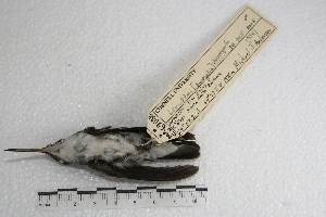 (Amazilia chionogaster - MACN-Or-ct 934)  @12 [ ] Copyright (2014) MACN Museo Argentino de Ciencias Naturales, Bernardino Rivadavia
