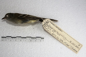  (Phaeomyias - MACN-Or-ct 998)  @13 [ ] Copyright (2014) MACN Museo Argentino de Ciencias Naturales, Bernardino Rivadavia