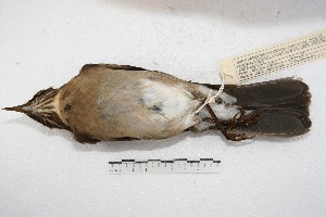  (Turdus amaurochalinus - MACN-Or-ct 1352)  @15 [ ] Copyright (2014) MACN Museo Argentino de Ciencias Naturales, Bernardino Rivadavia