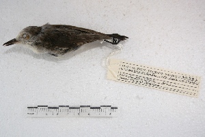  (Arundinicola leucocephala - MACN-Or-ct 2448)  @13 [ ] Copyright (2014) MACN Museo Argentino de Ciencias Naturales, Bernardino Rivadavia