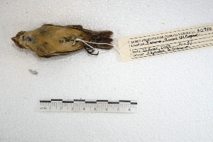  (Sporophila hypoxantha - MACN-Or-ct 3261)  @15 [ ] Copyright (2014) MACN Museo Argentino de Ciencias Naturales, Bernardino Rivadavia