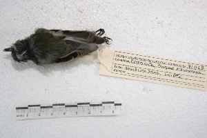  (Serpophaga subcristata - MACN-Or-ct 3343)  @14 [ ] Copyright (2014) MACN Museo Argentino de Ciencias Naturales, Bernardino Rivadavia