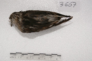  ( - MACN-Or-ct 3667)  @12 [ ] Copyright (2014) MACN Museo Argentino de Ciencias Naturales, Bernardino Rivadavia