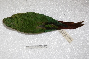  (Enicognathus - MACN-Or-ct 3753)  @11 [ ] Copyright (2014) MACN Museo Argentino de Ciencias Naturales, Bernardino Rivadavia